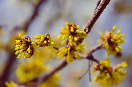与黄色花的欧洲山茱萸树bossom图片