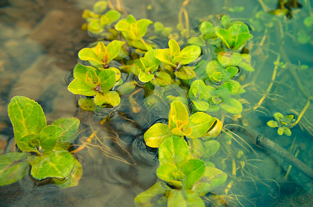 春天在河里浇水绿色海藻植物图片