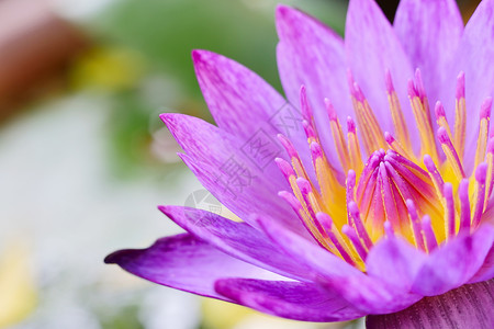 花园里盛开的美丽紫色莲花图片