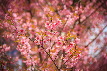 春天的日本樱花图片