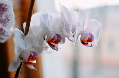 紫兰花朵的开花法莱昂纳西斯图片