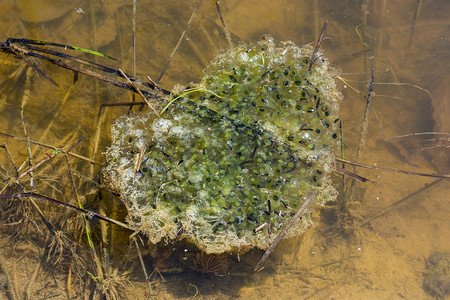 在池塘里漂浮的青蛙巢是两栖生图片