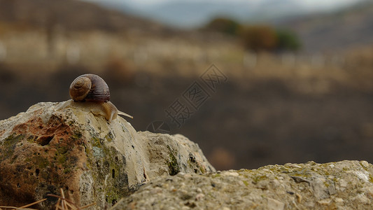 蜗牛在路边的岗位上快到慢的概念图片
