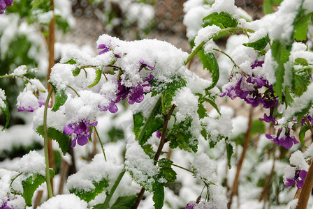 对新雪是梅花春雪背景图片