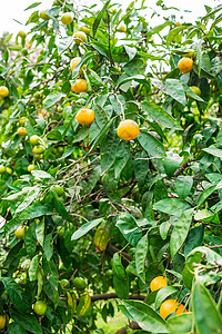 树上成熟的橘子图片