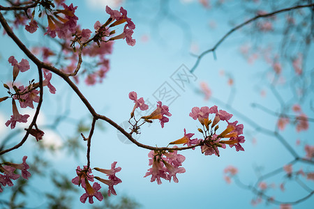 柔软焦点野樱花泰国的鲜花小喇叭树图片