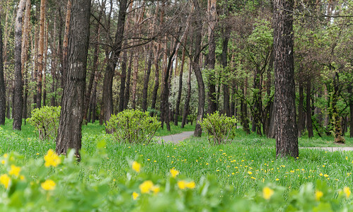 春天的一个城市公园的景观树木绿草和明图片