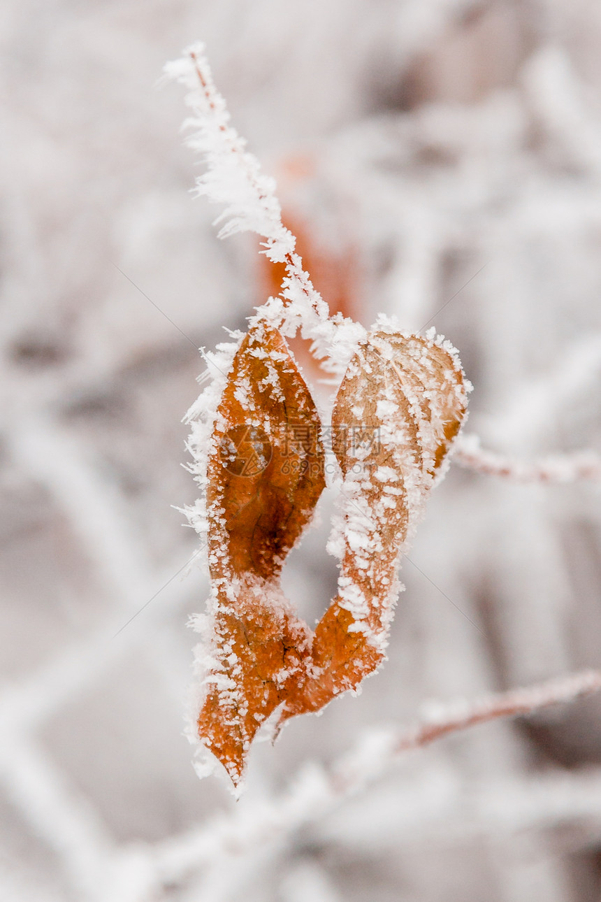 冬叶覆盖着雪和霜特写图片