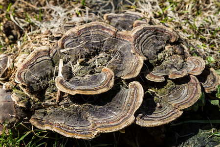 在树桩上生长着美丽过渡的木蘑菇图片