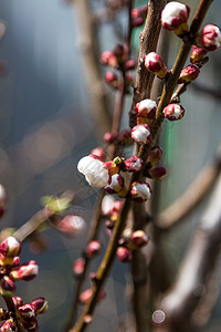 春初在杏树枝上开背景图片