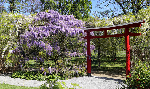 日本庭园中盛开的青花紫藤图片