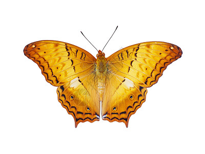 柳橙蝴蝶的顶部近视白色背景图片