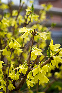 开花在春天花园灌木连翘与黄色花图片