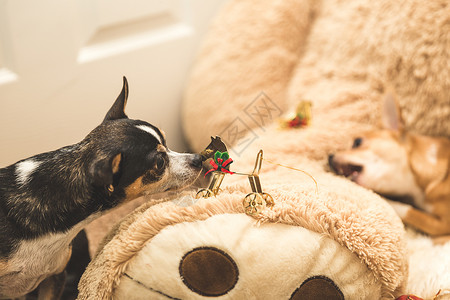 黑吉娃狗在看和闻圣诞装饰品的味道图片