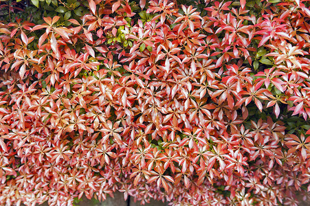 植物园背景纹理中的红色光泽叶子图片
