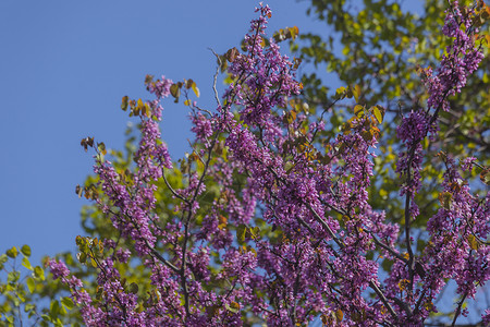 紫色的花朵映衬着深蓝色的天空图片