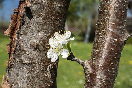 花朵白梅花的织花图片