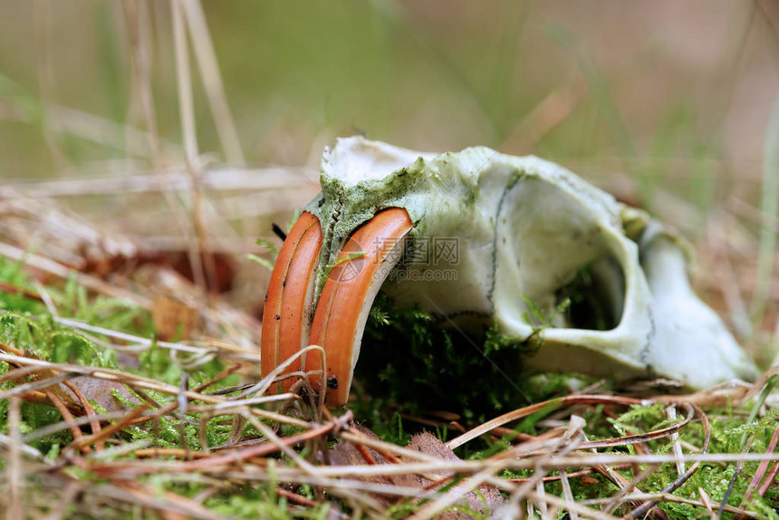 海狸鼠的头骨在森林里图片
