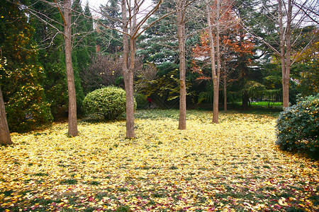 西安市美丽的秋天背景图片