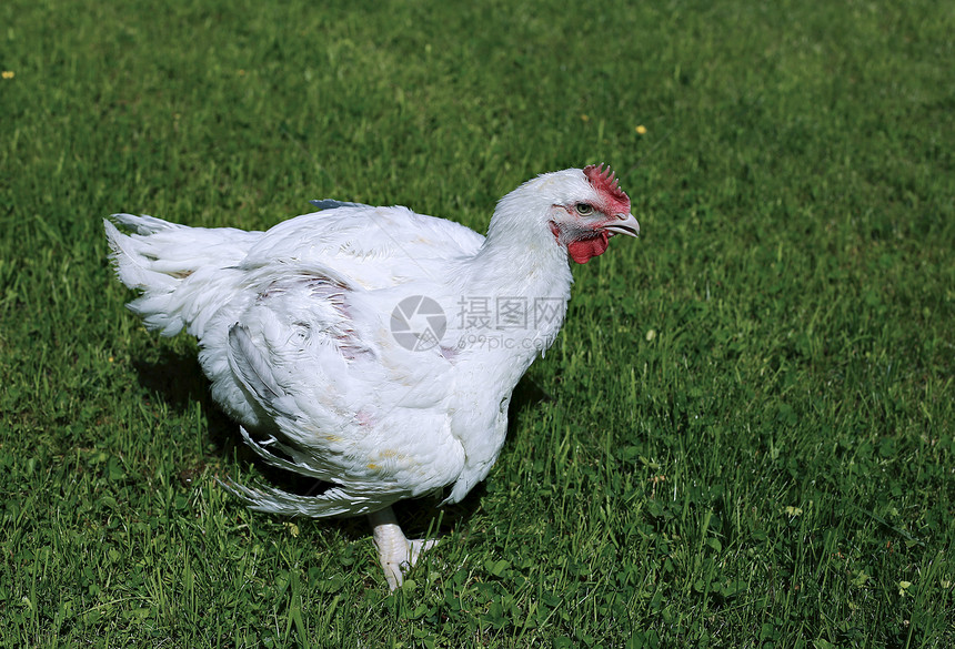 肉鸡在绿色草坪上行走图片