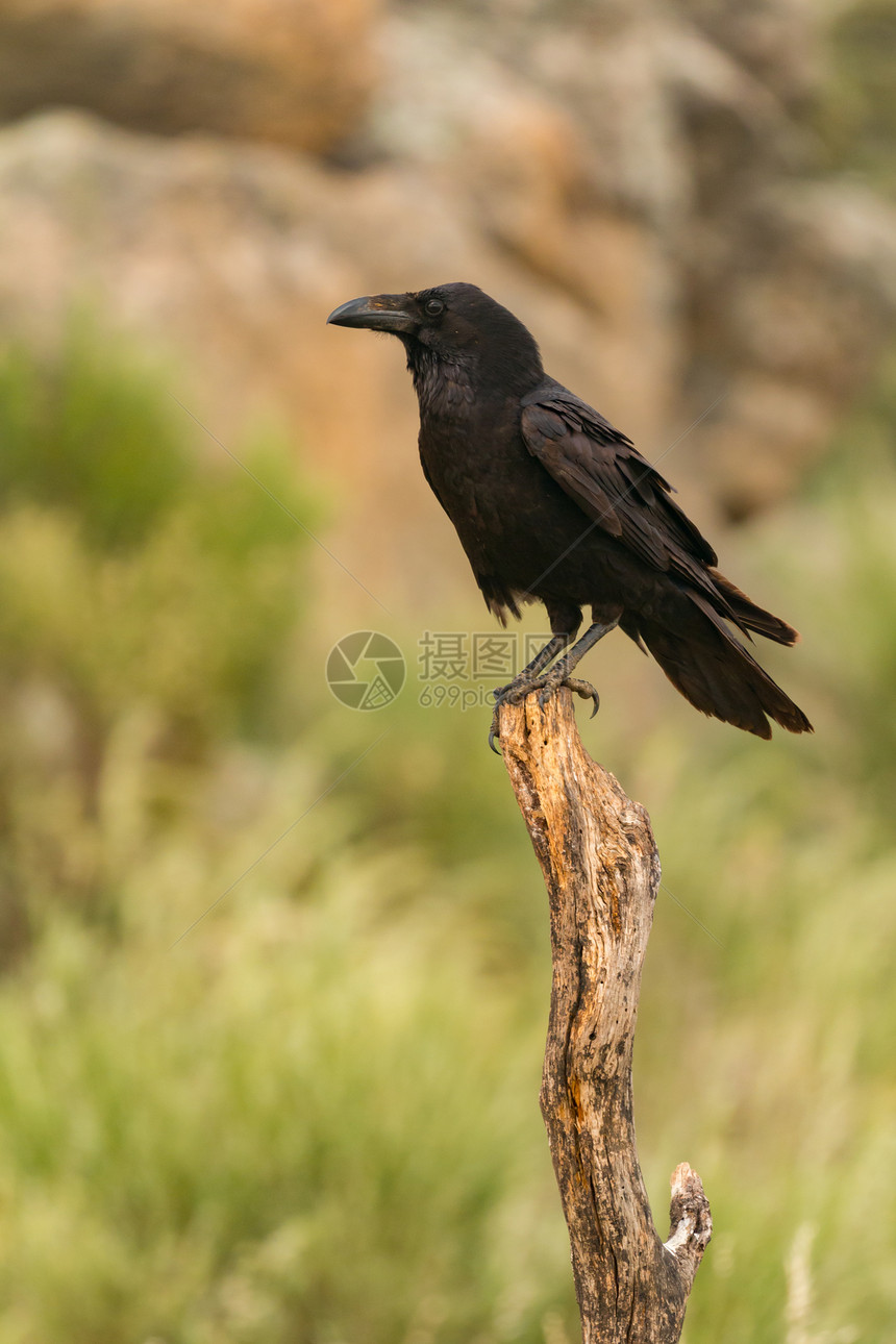 美丽的黑乌鸦坐在树枝图片