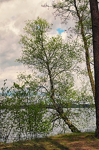 树后面是一个光滑的湖皮索切诺河沃伦图片