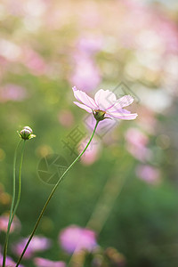 花园中粉色白色紫色和红色的宇宙花图片