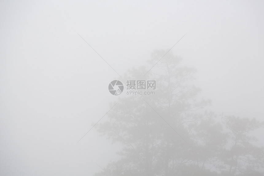 一棵雨雾所隐藏的树图片