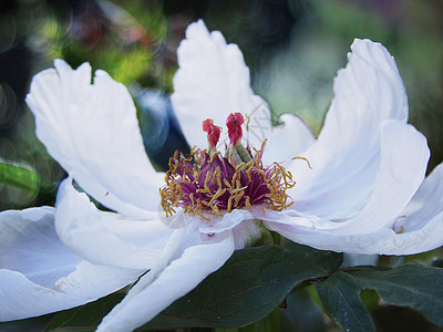 家庭花园中的白色大花瓣木牡丹花背景图片