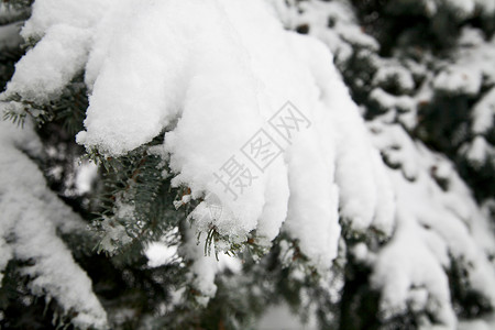 大自然雪中的树枝图片
