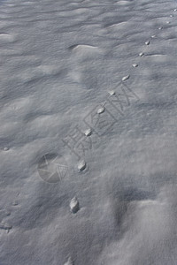 红狐在新雪中的足迹山上冬天的狐狸脚掌印链图片