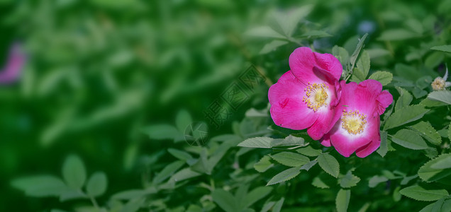 野玫瑰花蕾在背景夏日风景中绽放出五颜六色的花朵图片