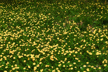 黄色花朵Taraxacumofficinaleaka图片
