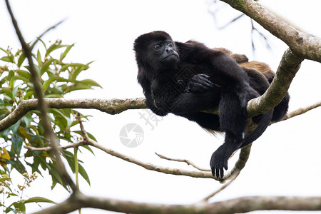 一只母猴紧闭在一棵树上挂在树上高背景
