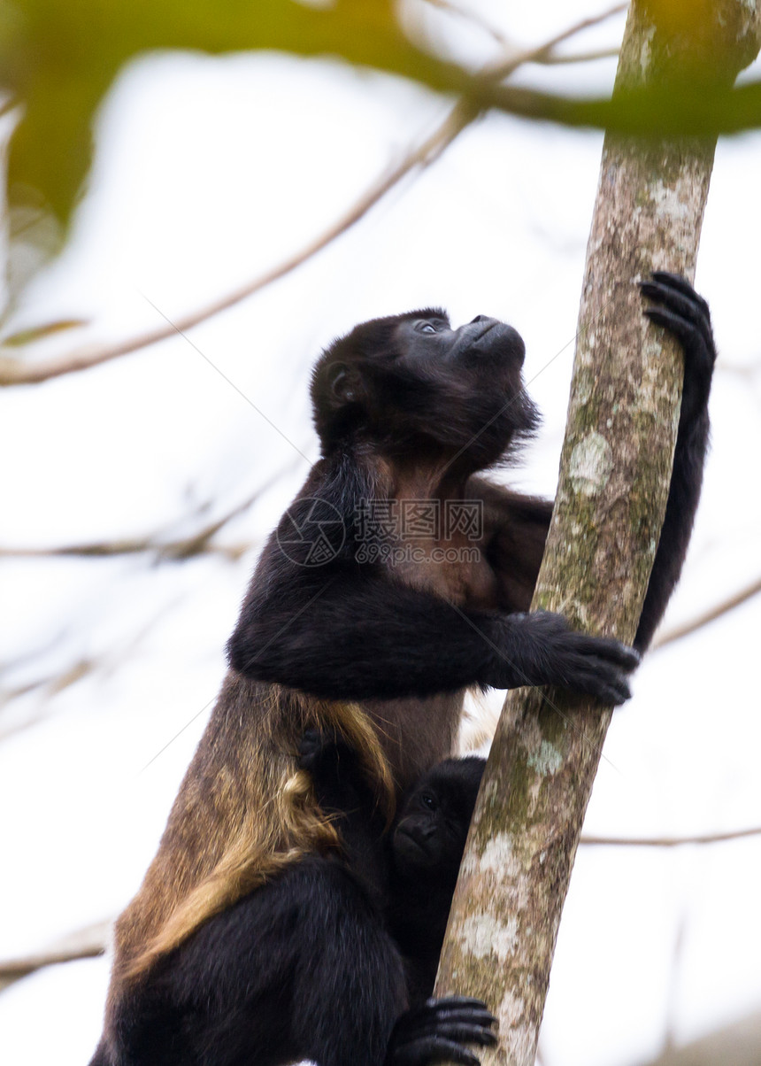 一只母猴紧闭在一棵树上挂在树上高图片