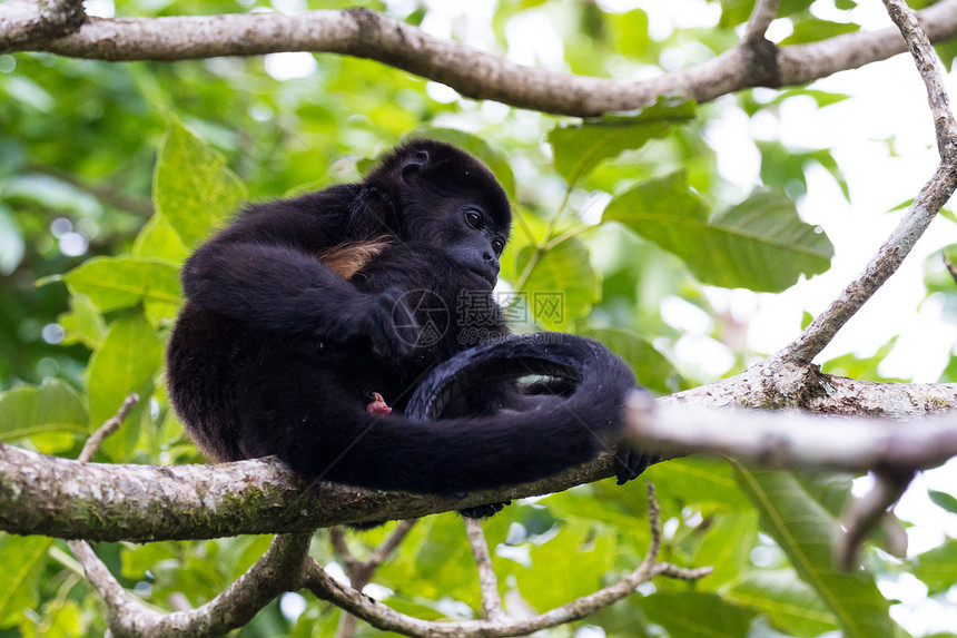 在哥斯达黎加雨林的一棵大树上母吼猴在尾图片