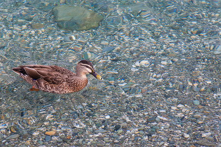 新西兰南岛秋叶湖野鸭图片
