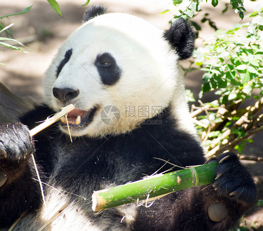 濒临灭绝的大熊猫在吃竹子时放松图片