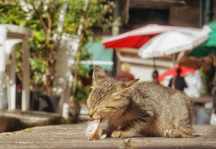 在意大利的夏日一个可爱的小猫咪在咖图片