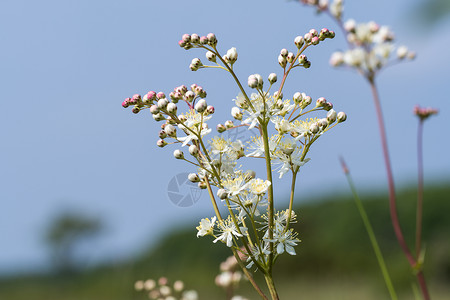 明亮的盛花夏落地图片