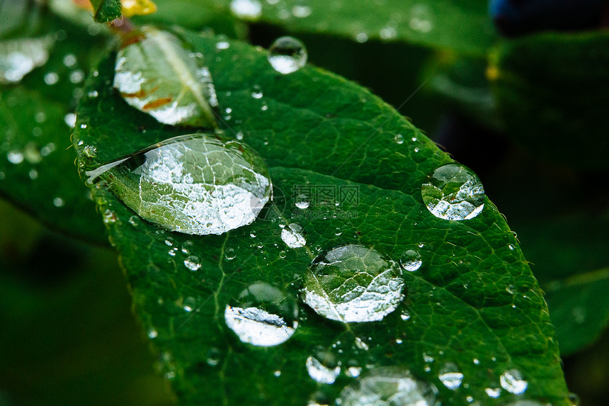 绿色树叶上有熟又多汁的蜜莓果和水或雨滴图片