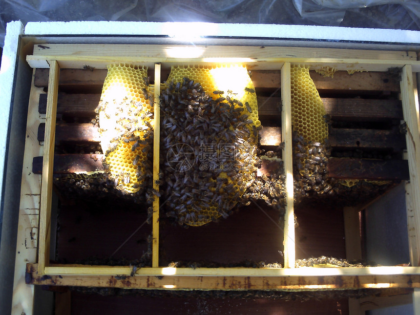 蜜蜂窝蜜背景单元隔离图片