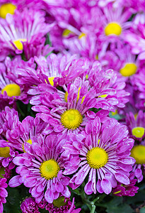 紫菊雏菊花背景图片