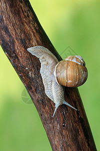 一只蜗牛HelixPomatia图片