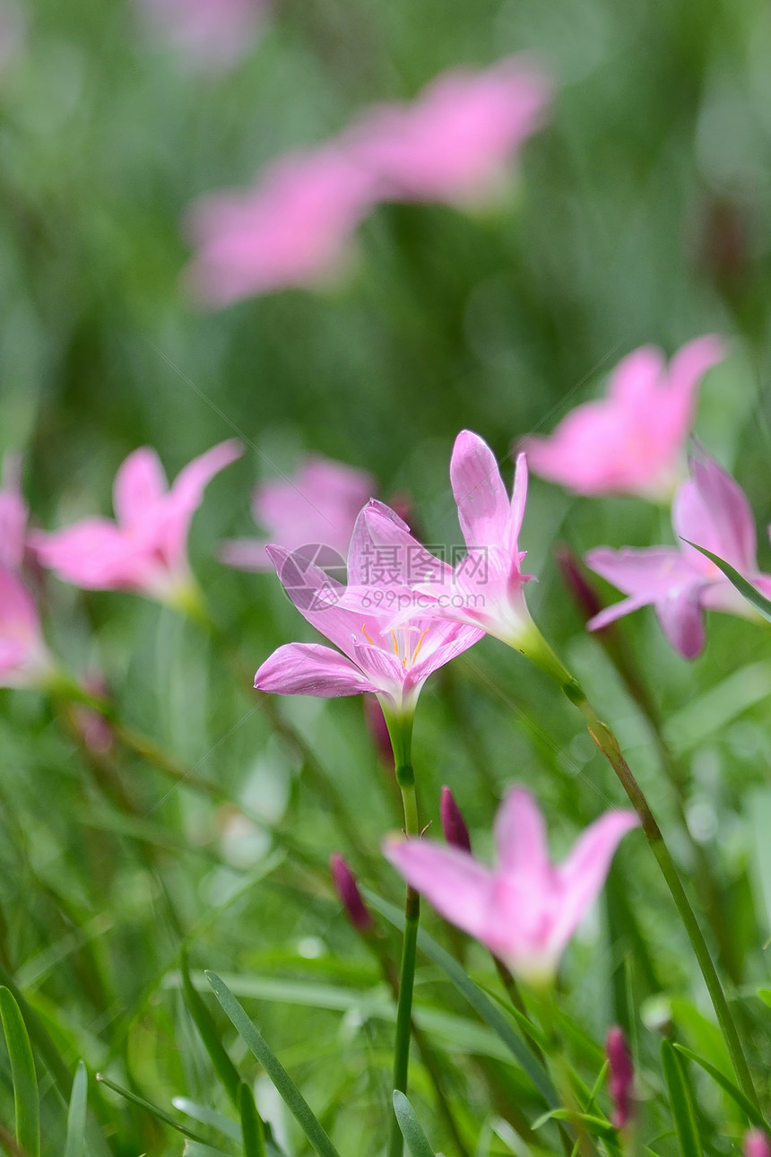 粉红色的花草地上的雨百合花图片