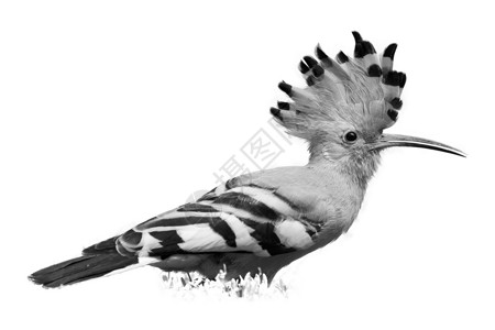 鸟非洲戴胜Upupaepops非洲鸟的孤立黑白艺术照片图片
