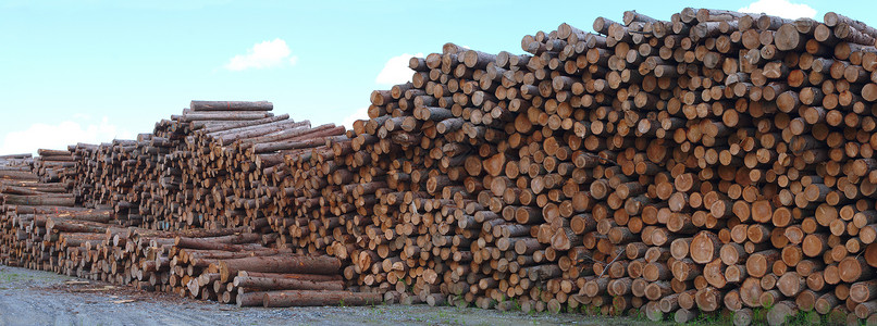 木材场业务木材堆积森林行业环境图片