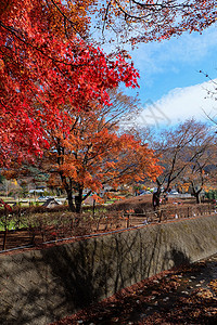 日本运河沿岸的红枫树图片