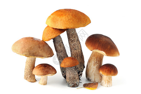一群蘑菇图片