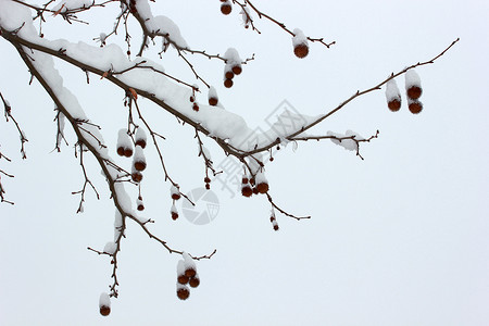 冬日下雪图片